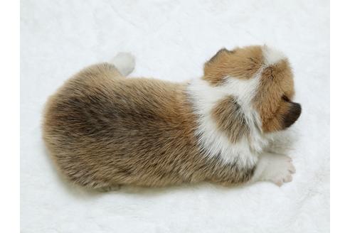 成約済の栃木県のウェルシュコーギーペンブローク-25339の2枚目