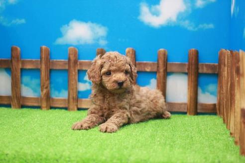 成約済の滋賀県のトイプードル-25382の2枚目