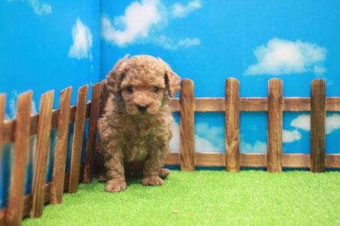 成約済の滋賀県のトイプードル-25382の1枚目