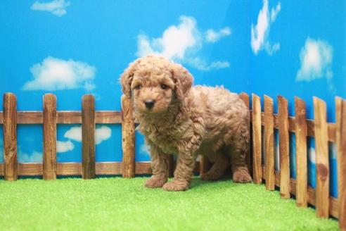 成約済の滋賀県のトイプードル-25383の2枚目