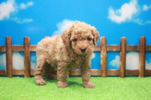 成約済の滋賀県のトイプードル-25383の1枚目