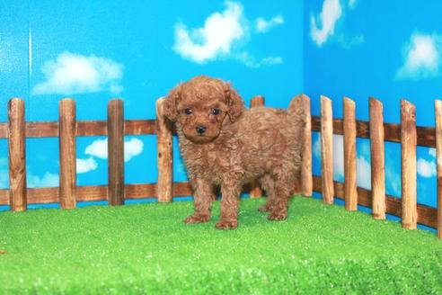 成約済の滋賀県のトイプードル-25384の2枚目