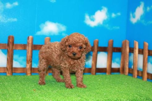 成約済の滋賀県のトイプードル-25384の1枚目