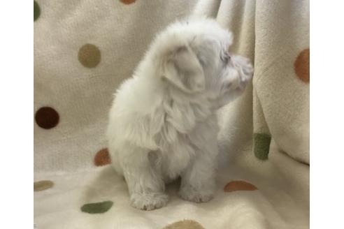 成約済の岐阜県のマルチーズ-25389の2枚目