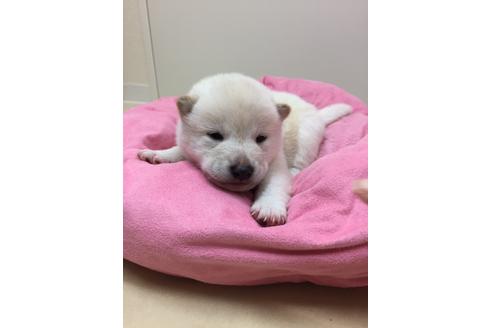 成約済の京都府の柴犬-25390の1枚目