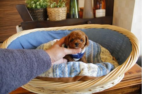 成約済の埼玉県のトイプードル-25442の5枚目