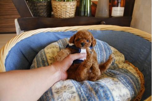 成約済の埼玉県のトイプードル-25442の1枚目