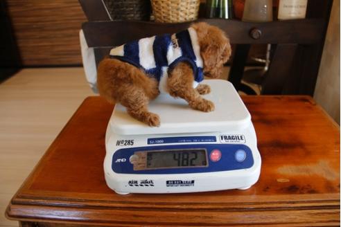 成約済の埼玉県のトイプードル-25442の2枚目