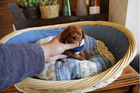 成約済の埼玉県のトイプードル-25442の3枚目