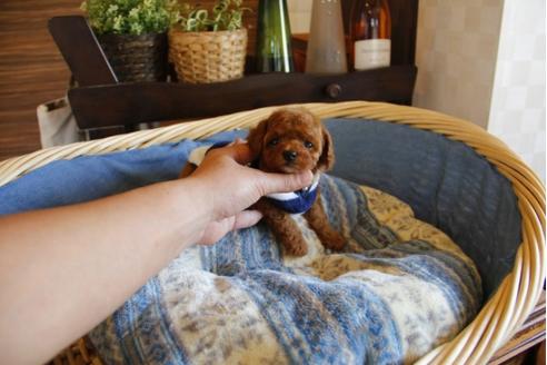 成約済の埼玉県のトイプードル-25442の4枚目