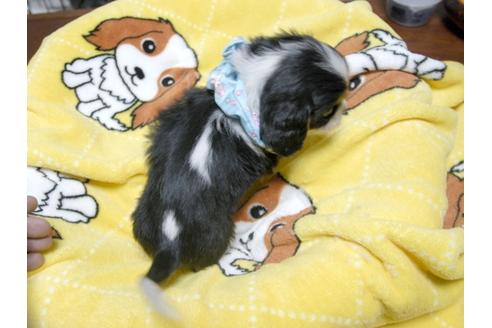成約済の埼玉県のキャバリアキングチャールズスパニエル-25453の4枚目