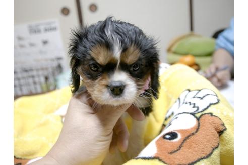 成約済の埼玉県のキャバリアキングチャールズスパニエル-25456の1枚目