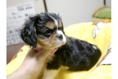 成約済の埼玉県のキャバリアキングチャールズスパニエル-25456の2枚目
