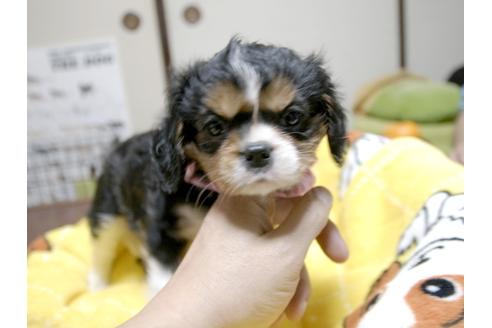 成約済の埼玉県のキャバリアキングチャールズスパニエル-25456の3枚目