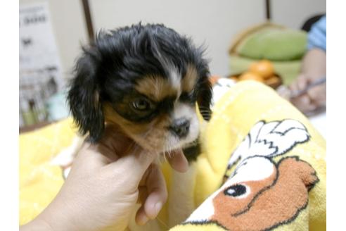 成約済の埼玉県のキャバリアキングチャールズスパニエル-25456の4枚目