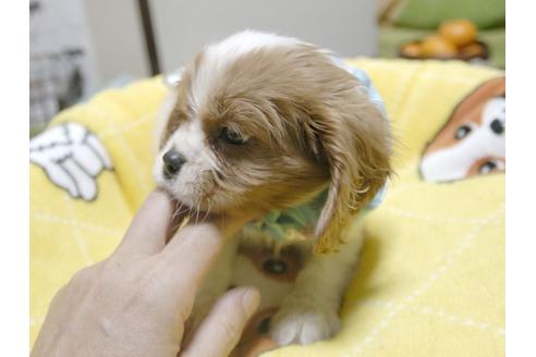 成約済の埼玉県のキャバリアキングチャールズスパニエル-25458の1枚目
