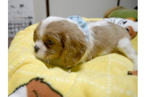 成約済の埼玉県のキャバリアキングチャールズスパニエル-25458の2枚目