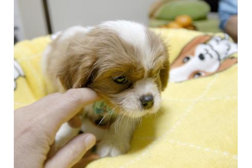成約済の埼玉県のキャバリアキングチャールズスパニエル-25458の3枚目