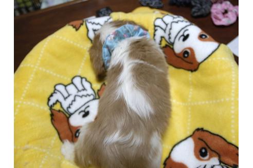 成約済の埼玉県のキャバリアキングチャールズスパニエル-25458の4枚目