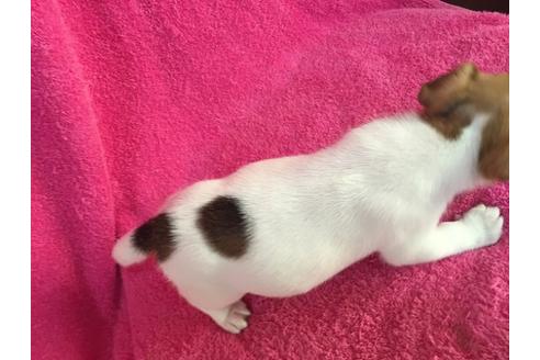 成約済の栃木県のジャックラッセルテリア-25475の3枚目