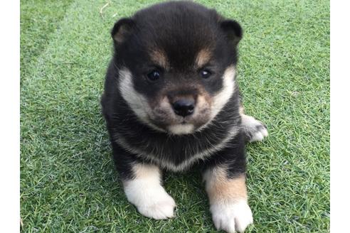 成約済の長崎県の柴犬-25478の5枚目