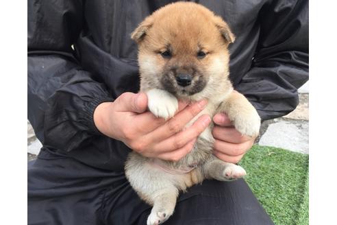 成約済の長崎県の柴犬-25479の3枚目