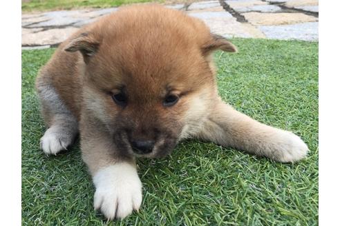 成約済の長崎県の柴犬-25479の4枚目