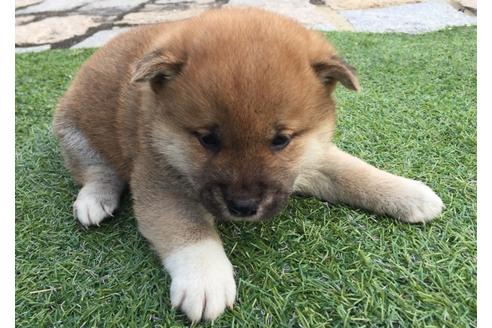 成約済の長崎県の柴犬-25479の5枚目