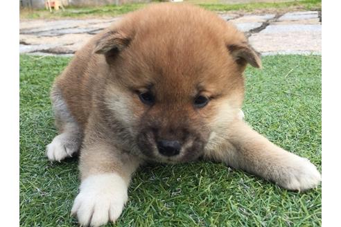 成約済の長崎県の柴犬-25479の1枚目