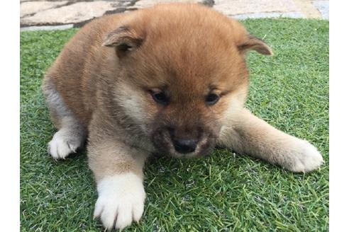 成約済の長崎県の柴犬-25479の2枚目