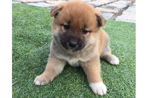 成約済の長崎県の柴犬-25480の1枚目