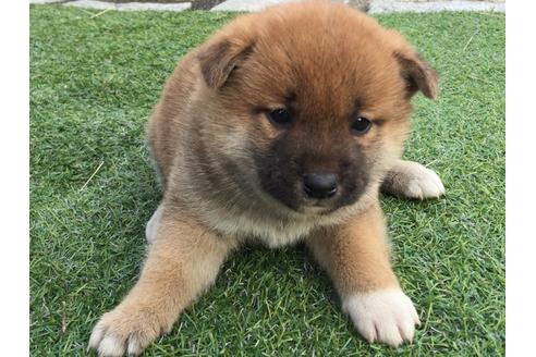 成約済の長崎県の柴犬-25480の3枚目