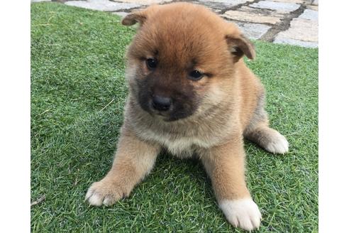 成約済の長崎県の柴犬-25480の4枚目