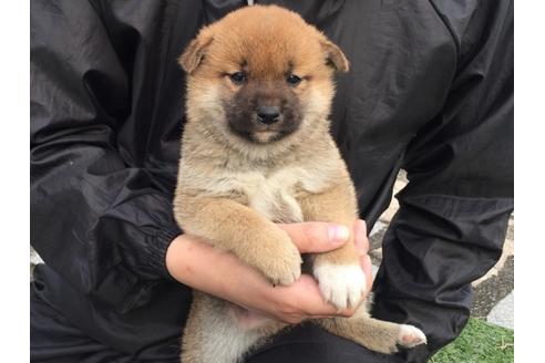 成約済の長崎県の柴犬-25480の5枚目