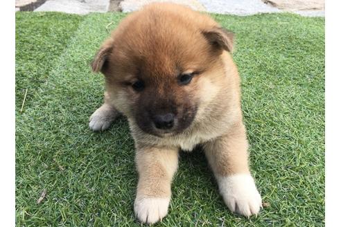 成約済の長崎県の柴犬-25481の1枚目