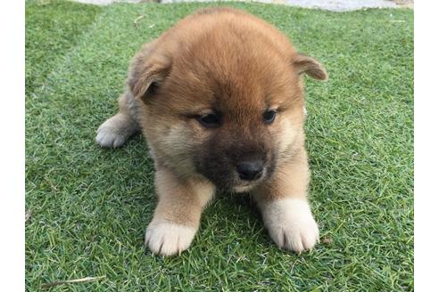 成約済の長崎県の柴犬-25481の2枚目