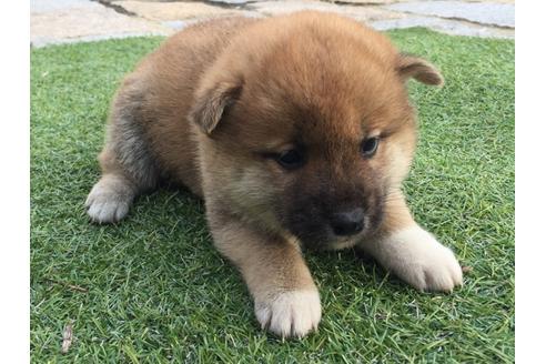 成約済の長崎県の柴犬-25481の3枚目