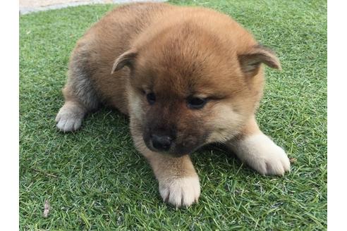 成約済の長崎県の柴犬-25481の4枚目