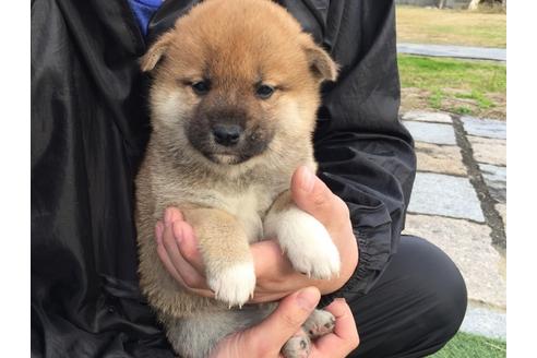 成約済の長崎県の柴犬-25481の5枚目