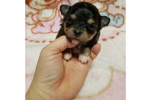 成約済の鹿児島県のチワワ-25518の1枚目
