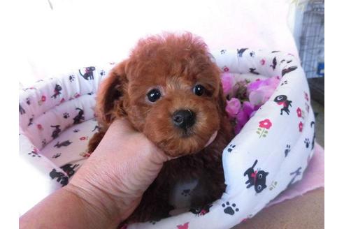 成約済の鹿児島県のトイプードル-25532の1枚目