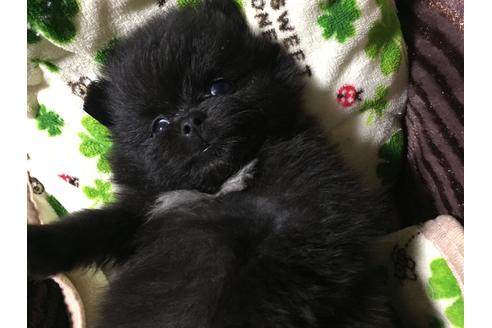 成約済の福岡県のポメラニアン-25556の5枚目