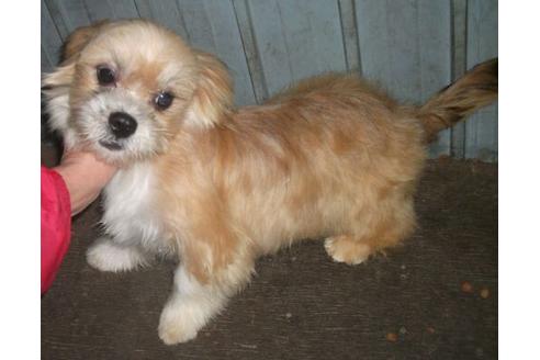 成約済の岐阜県のミックス犬-20449の1枚目