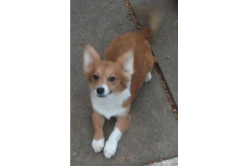 成約済の岐阜県のミックス犬-20447の2枚目