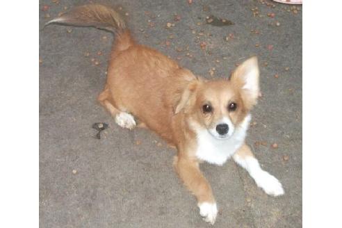 成約済の岐阜県のミックス犬-20447の1枚目