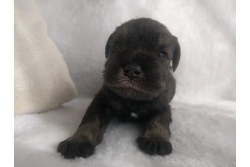 成約済の千葉県のミニチュアシュナウザー-24297の4枚目