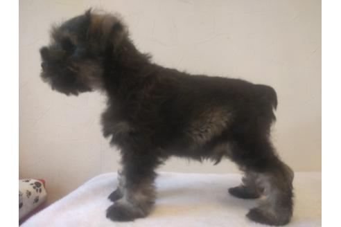 成約済の千葉県のミニチュアシュナウザー-24297の2枚目