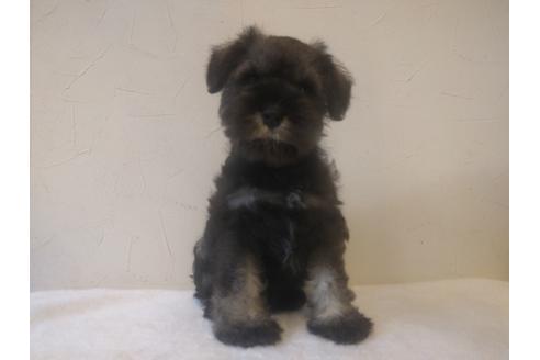 成約済の千葉県のミニチュアシュナウザー-24297