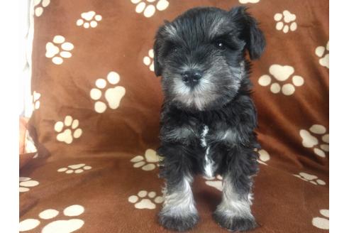 成約済の千葉県のミニチュアシュナウザー-24293の3枚目