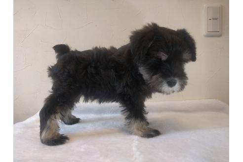 成約済の千葉県のミニチュアシュナウザー-24293の2枚目